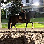 Tracey Hill - @thill_dressage Instagram Profile Photo