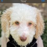 Tracy Metzger - @aura_the_poodle Instagram Profile Photo