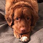 Rudy the Toller - @rudy.the.toller Instagram Profile Photo