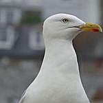 The Herring Gull Project - @the_herring_gull_project Instagram Profile Photo