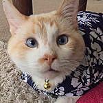 Vernon Cats - @ruthscats Instagram Profile Photo