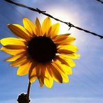 Victoria Alger - @barbedwire_n_sunflowers Instagram Profile Photo