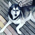 Alaska Vicent ( Dog)(Husky) - @alaskavicent Instagram Profile Photo