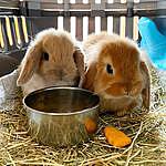 Chester & - @chester.walter.bunnies Instagram Profile Photo