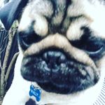 Walter Dyer - @wally_dyer_puggy Instagram Profile Photo