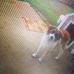 Walter Oglesby - @walter_the_rescue Instagram Profile Photo
