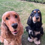Aston y Lola de Andabaxey - @astonylola2021 Instagram Profile Photo
