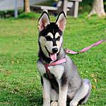 Wanda - @wanda_husky_life Instagram Profile Photo