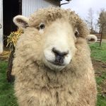 Wendy Hanson - @shaggy_bear_farms Instagram Profile Photo