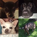 Wilbur,Gracie,Stella,Howard - @wgsh.spam Instagram Profile Photo