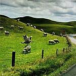 William McNulty - @northern.shepherd Instagram Profile Photo