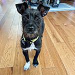 Willie Bean - @willie_the_rescue_dog Instagram Profile Photo