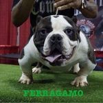 A1A. Willis Kennels - @a1awilliskennels Instagram Profile Photo