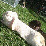 Fudge ~ And ~ Wilma - @fudgeandwilmathebeaubunnies Instagram Profile Photo