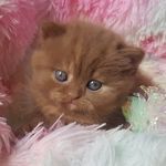 Wilma Young - @cattery_deromys.w.young Instagram Profile Photo