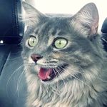 Lily Pawter Winnegar Bratton - @lilypawter Instagram Profile Photo