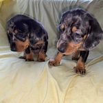 Lester and Winnie - @lester_and_winnie Instagram Profile Photo