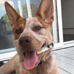 Winnie Malone - @durrydog_ Instagram Profile Photo