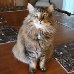 Forrest Stripper Bowman-Smith - @rescued_mainecoon_winston Instagram Profile Photo