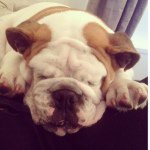 Winston - @_winstonthebulldog Instagram Profile Photo