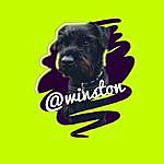 Winston carter - @winston_the_patterdale Instagram Profile Photo