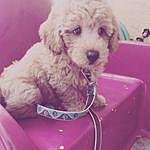 Winston the Goodendoodle - @_winston_the_goldendoodle Instagram Profile Photo