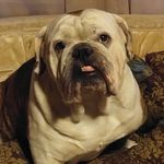 Hefner Winston Sentel - @hefner.the.bulldog Instagram Profile Photo