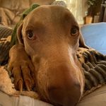 Winston (owner:cindy bell) - @my_weimar_winston Instagram Profile Photo