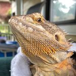 Zelda the Bearded Dragon - @dragon.zelda Instagram Profile Photo