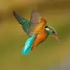 Kingfisher - @.kingfisher Tiktok Profile Photo
