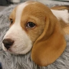 Bentley The Beagle - @bentley_my_story_and_me Tiktok Profile Photo