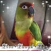 dianeblankenship7 - @dianeblankenship7 Tiktok Profile Photo