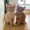 _Ginger_cats_ - @_ginger_cats_ Tiktok Profile Photo