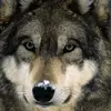 Greg Mueller - @wolfstarz89 Tiktok Profile Photo