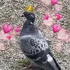 Gregory St-Charles Philippelll - @gregory.le.pigeon Tiktok Profile Photo