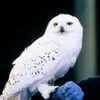 Hedwig - @just_hedwig08 Tiktok Profile Photo