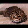 little Kitty - @hollyharlan1 Tiktok Profile Photo