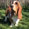 Hubert le bassethound - @hubertbassethound Tiktok Profile Photo