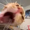 Cats. Are. The. Best. - @ginger_person69 Tiktok Profile Photo