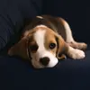james.beagle - @james.beagle Tiktok Profile Photo