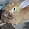 Jerryrabbit - @jerry.therabbit Tiktok Profile Photo