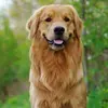 Dog - @jerryspetparadise Tiktok Profile Photo