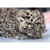 jessie_leopardfloppy - @jessie_leopardfloppy Tiktok Profile Photo