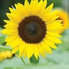 Joy Long - @sunflowerncoffee Tiktok Profile Photo