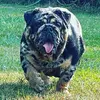 Jody Sauer - @signature_bulldogs Tiktok Profile Photo