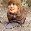Justin Beaver - @official_justin_beaver Tiktok Profile Photo