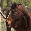 Karen Wheatley - @horses4kw Tiktok Profile Photo