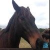 Kathryn crump - @william_the_horse Tiktok Profile Photo