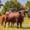 Kevin Cate - @cateranchbeefmasters Tiktok Profile Photo