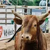 Kimberly butterfield - @khkbuckinbulls_ Tiktok Profile Photo